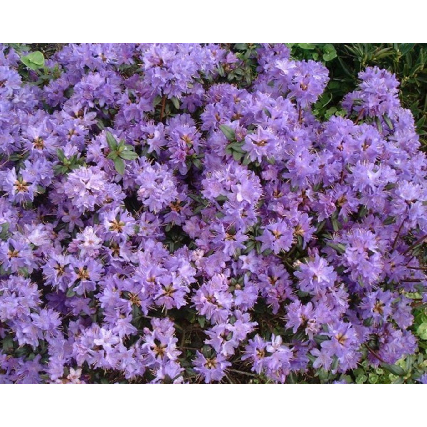 Rhododendron – Rhododendron 'Azurika' - C2 15-20 CM